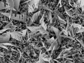 Imagem MEV de cristais de ZnO em formato de nanofolhas.