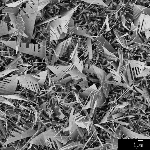 Imagem MEV de cristais de ZnO em formato de nanofolhas. 