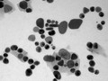 TEM de nanopartculas de ouro em grade de cobre e carbono, sem colorir.